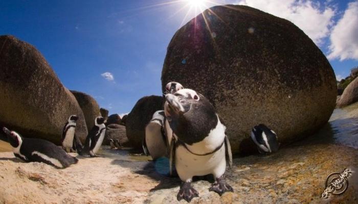 penguins