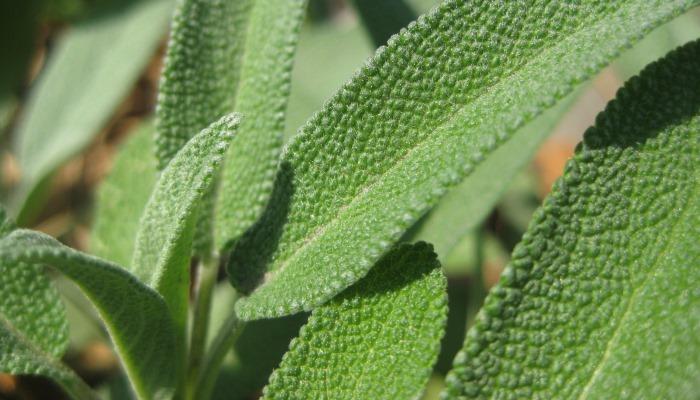 sage