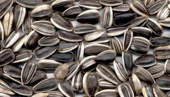seeds