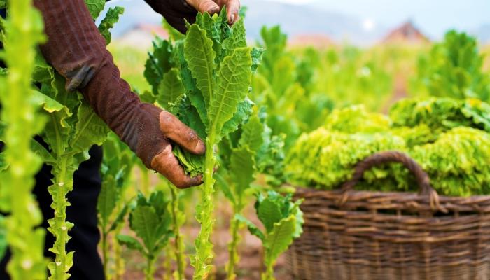 Tobacco farmer
