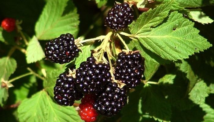 berries
