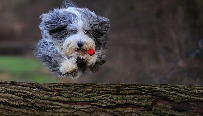 dog run cute