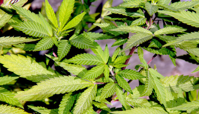 cannabis