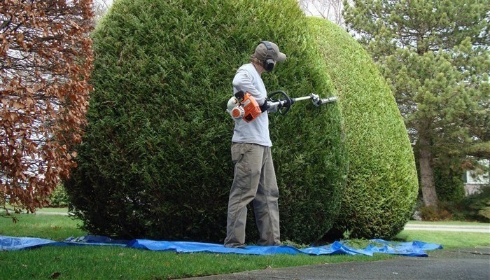 cutting trees