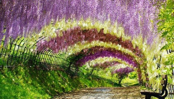 tunnel-flowers