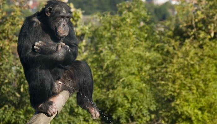 ape urinating
