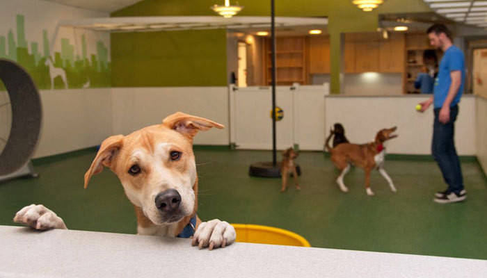 Doggy Daycare