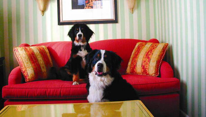kimpton hotels dogs