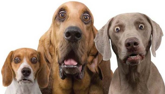 dogs