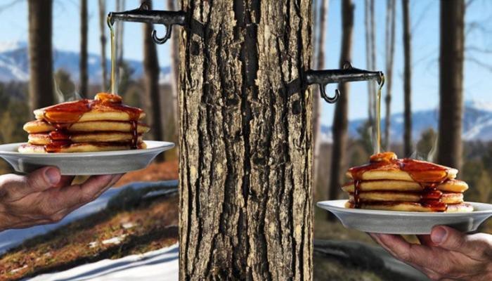 Maple syrup on pancakes
