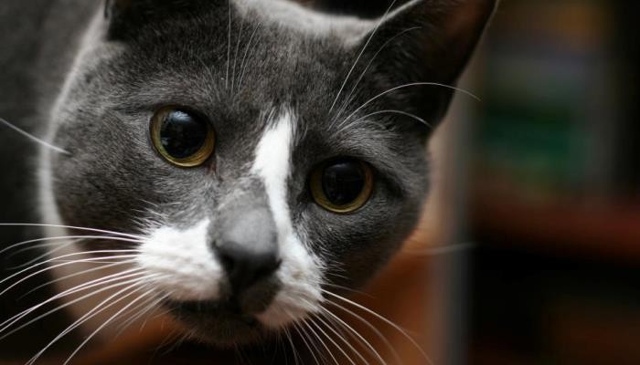 Sockington the cat