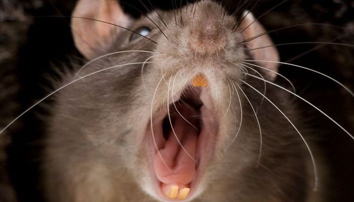 Rats are gross