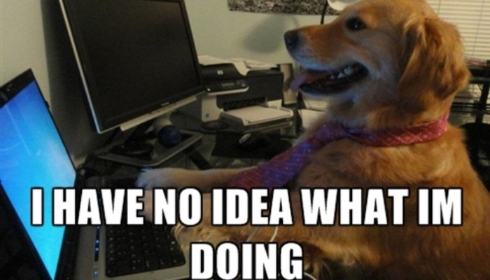 i have no idea dog