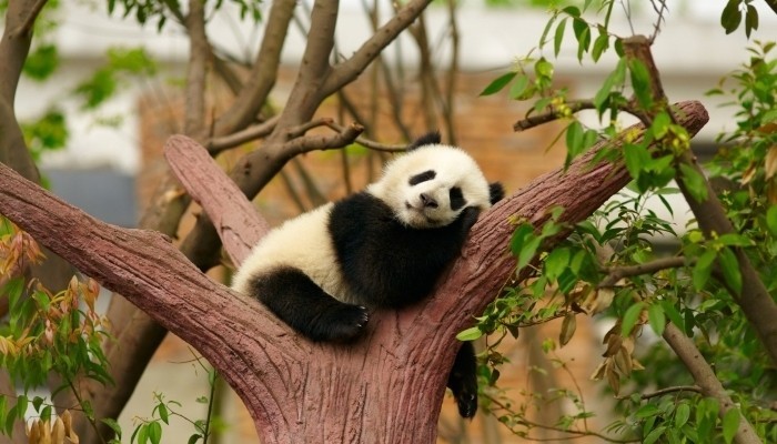 sleeping panda