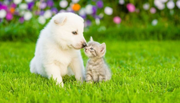 Cute kitten and puppy