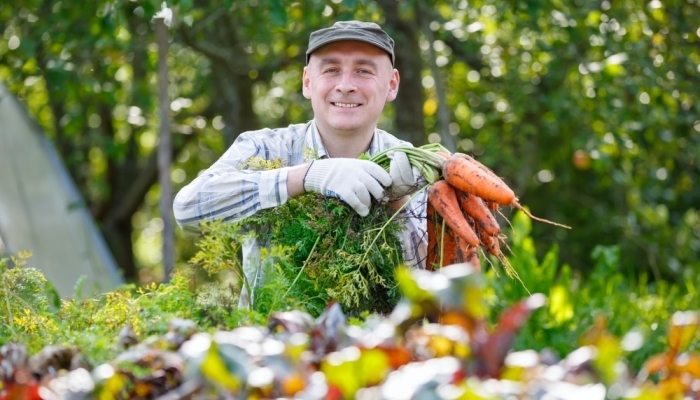 man harvesting carrots
