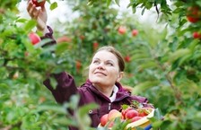young woman picking red apples in an orchard