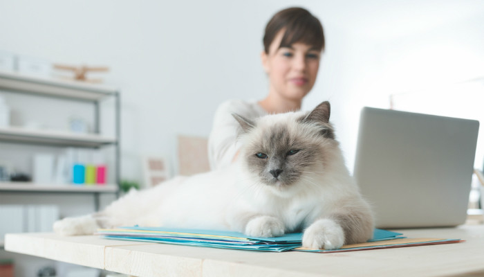 The 10 Best Office Pets Every Workplace Needs