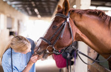 Female vet examining horse teeth 