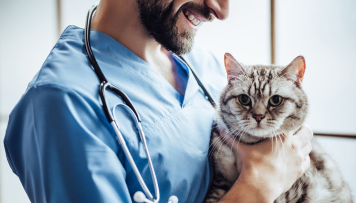 the 18 best jobs for animal lovers